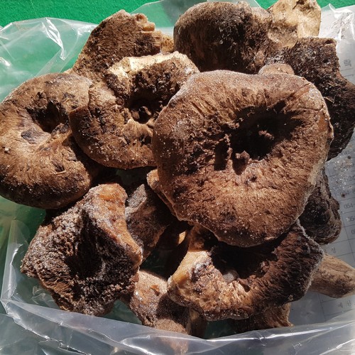 자연산 냉동능이버섯 1kg