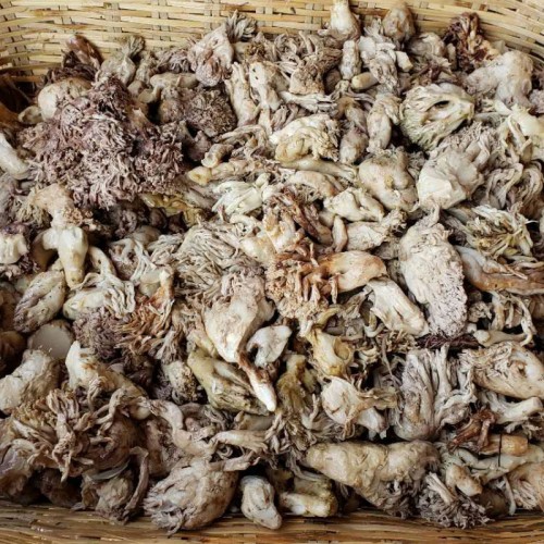 자연산 염장싸리버섯 25kg
